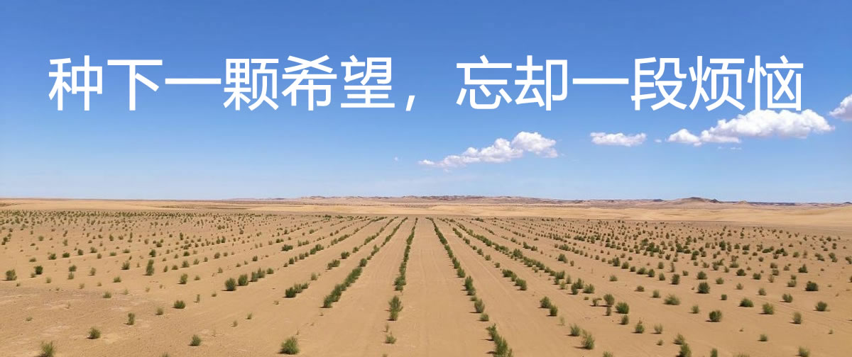 蓝天森林.中国